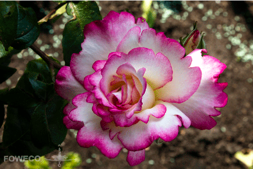 <b>Foto nr.: 140602-02096</b><br> Ja hoe mooi kan een roos zijn.